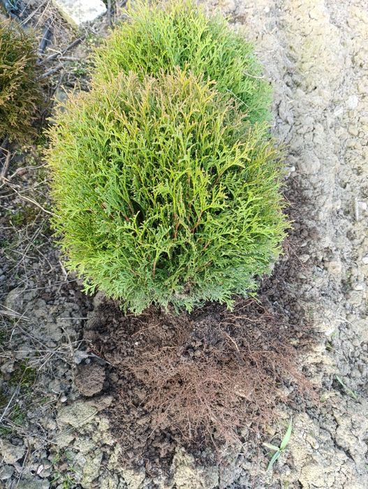 Tuje kopane z gruntu.