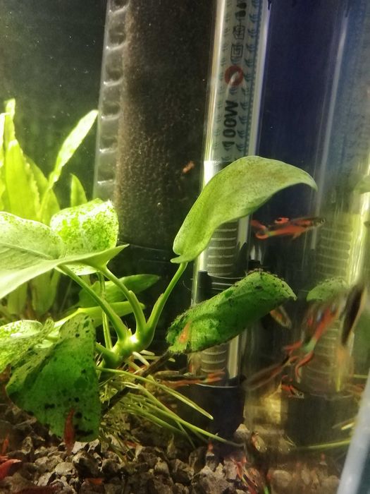 Krewetki na kranówce głównie czerwone