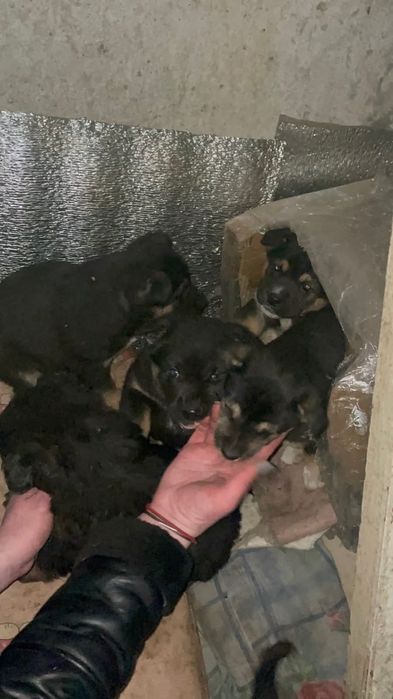 Хлопці і дівчата терміново шукають дім