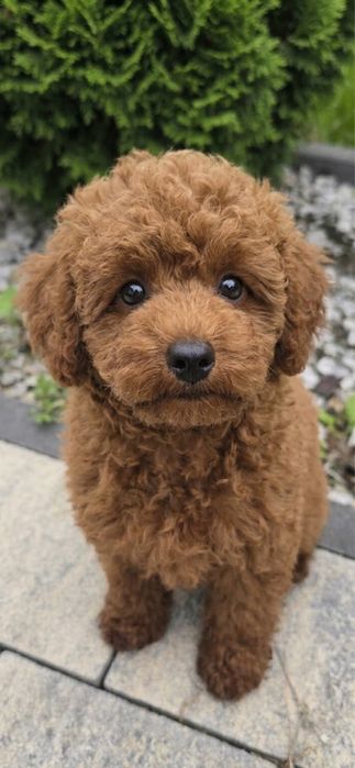 Cavapoo piekny kręcony chlopiec