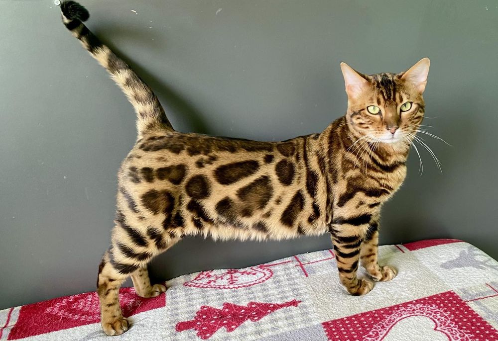Котенок бенгал мальчик, Бенгальский чистокровный, готовый к перезду