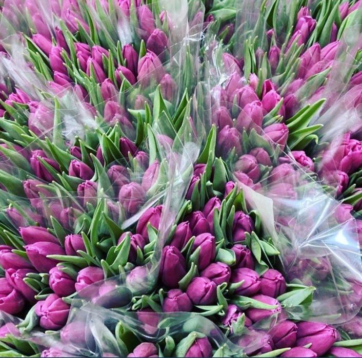 Тюльпани різниця опт