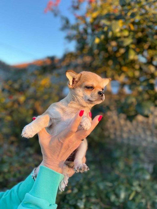 Продаються цуценята чіхуахуа