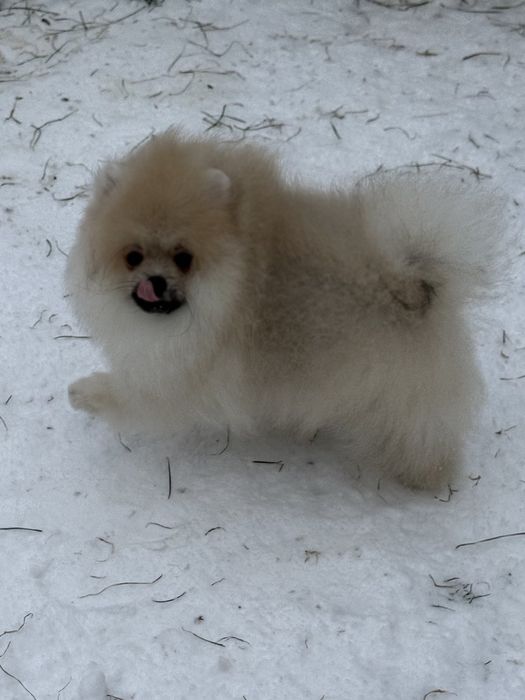 Хлопчик померанського шпіца