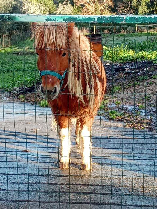 Vendo pónei macho