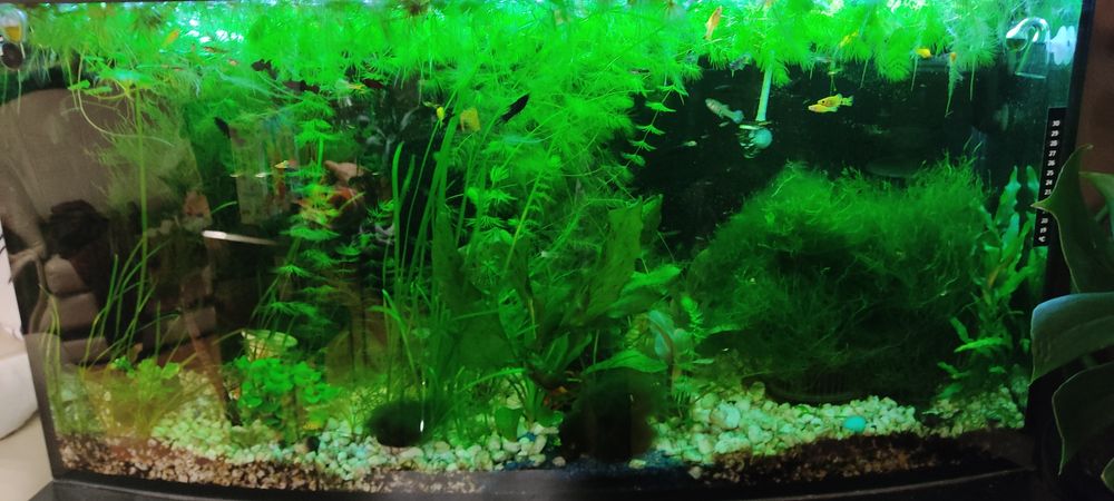 Dużo roślinek mix serdecznie zapraszam