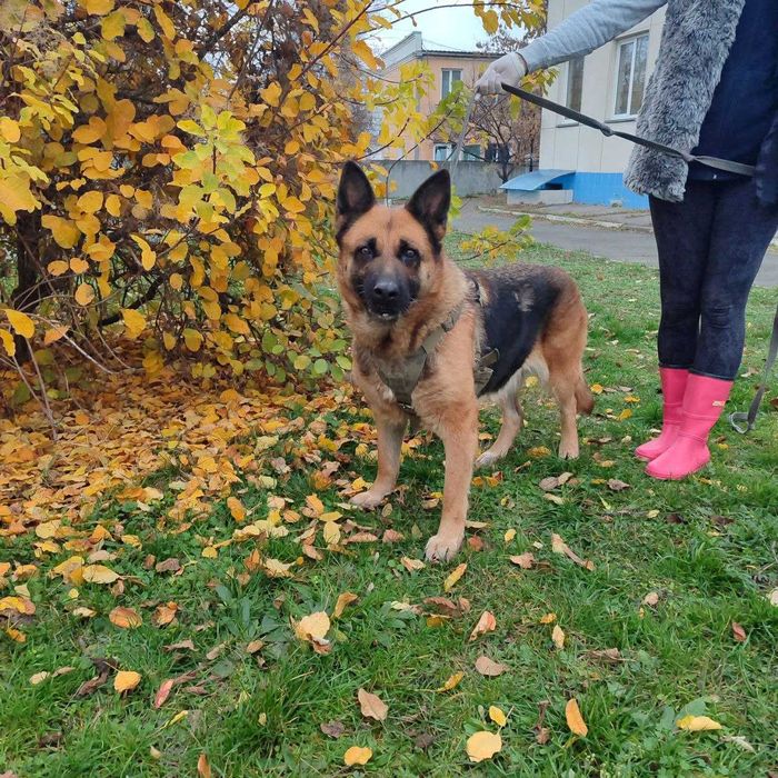 Німецька вівчарка, 4 роки, дівчинка, шукає дім.