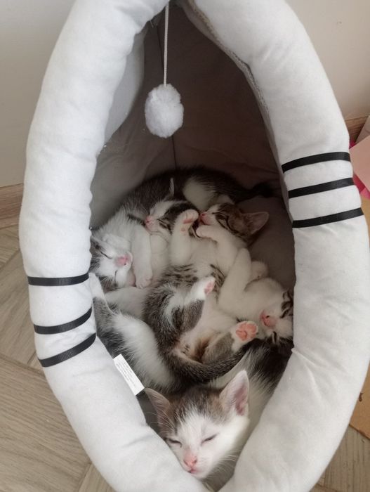 Kociaki do adopcji