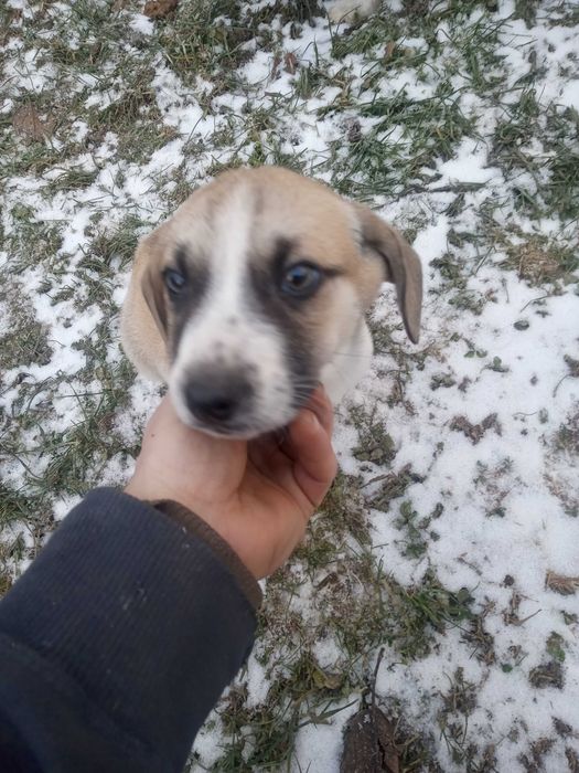 Małe pieski do oddania