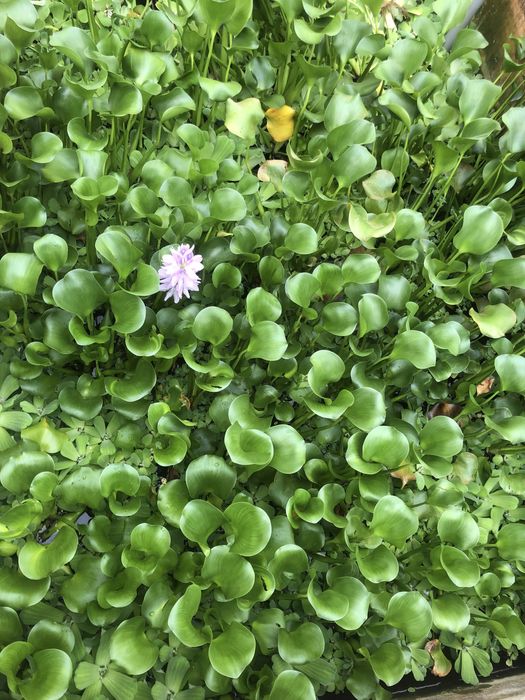 Водяний гіацинт (Ейхорнія), Пістія (водяна капуста)