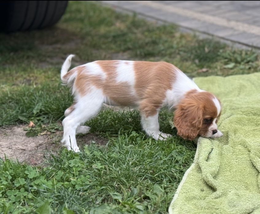 Cavalier King Charles Spaniel suczka szczeniak z rodowodem