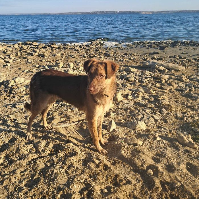 Шоколадный Каспер ищет дом