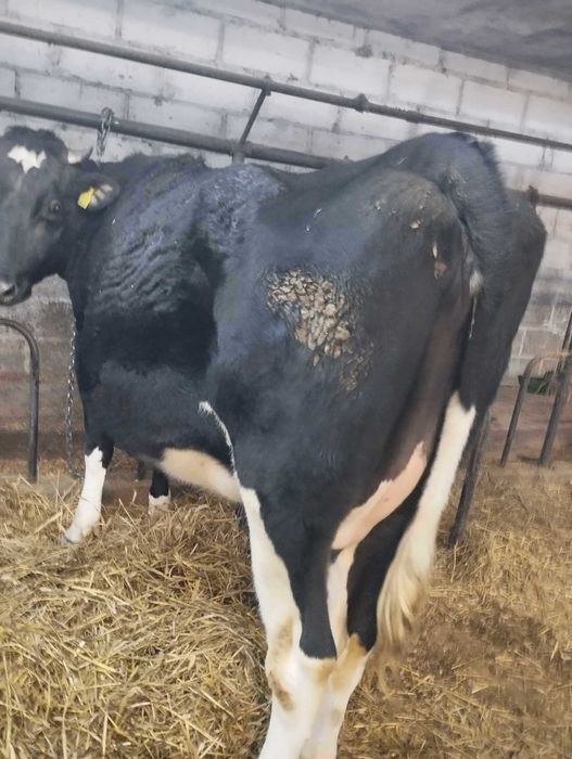 Jałówka cielna , duża