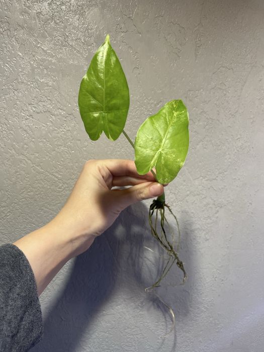 Алоказія: гагеана варієгатна