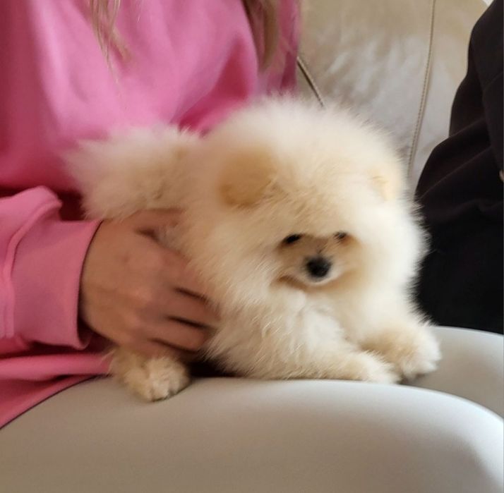 Szpic miniaturowy pomeranian. Chłopiec