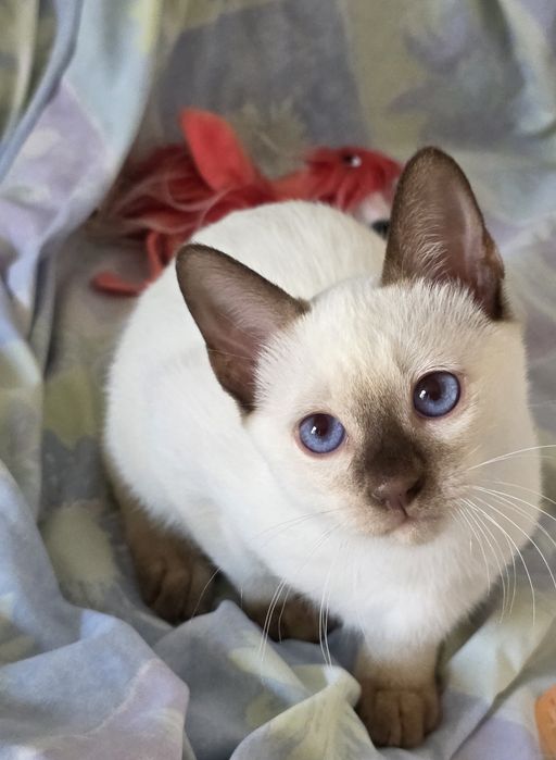 Тайские котята . Священная кошка королей Сиама.