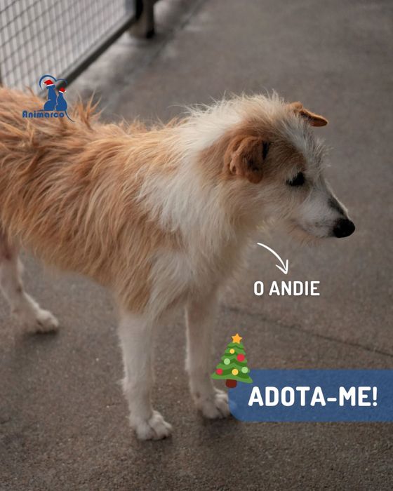 Andie cao de porte medio - grande