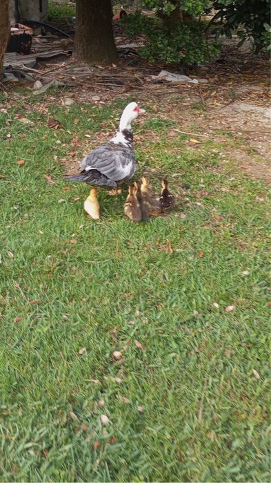 Patinhos mudos varias cores