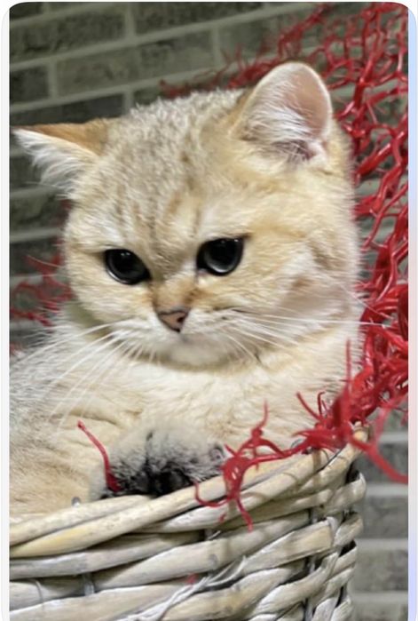 Британские котята кошка кіт кошеня кішечка золота шиншила британські