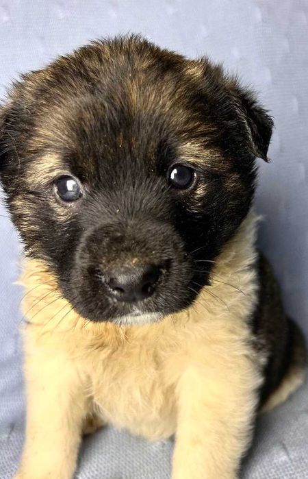 Тайсон - Самый Лучший Пес