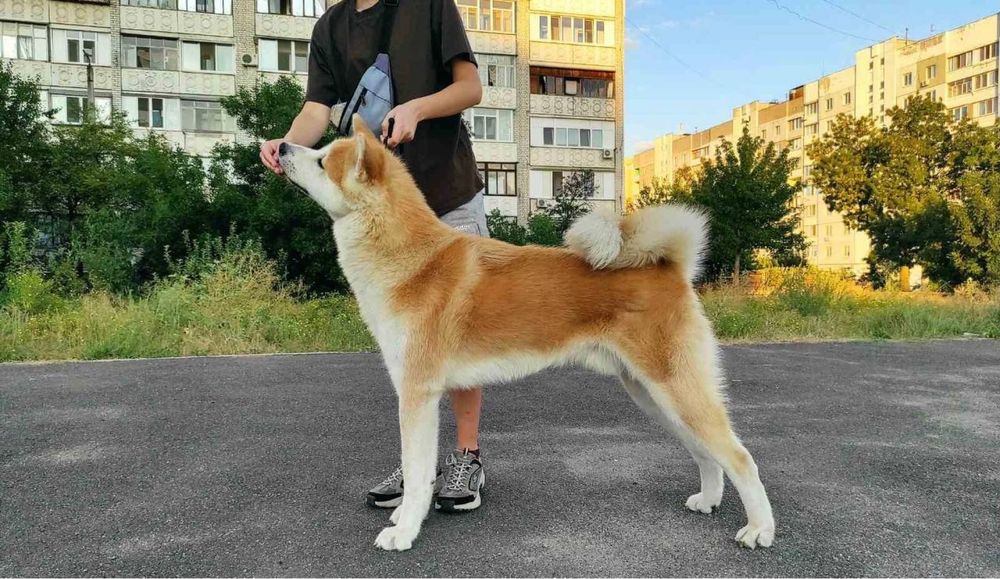 Вязка Акита-ину