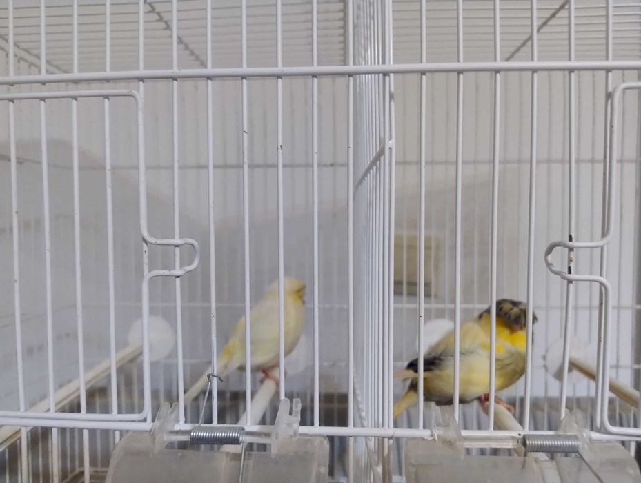 Kanarki rasy Gloster