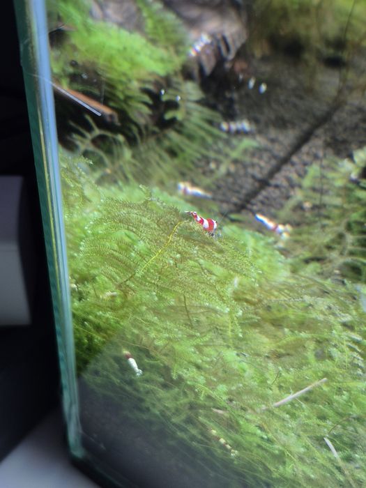 Krewetki Caridina PRL