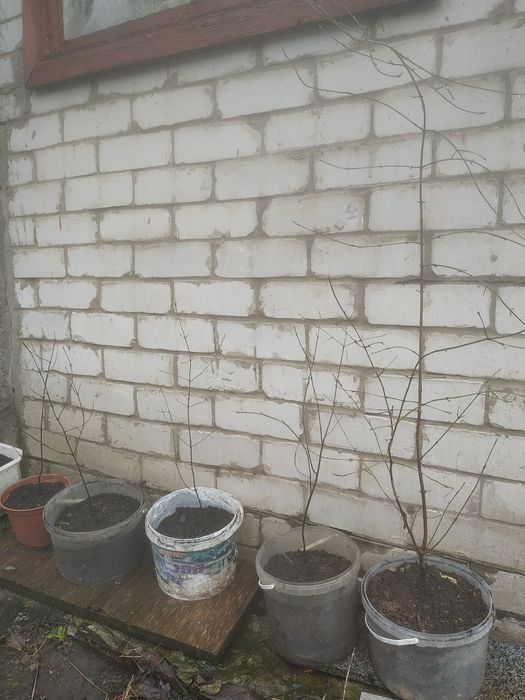 Продам саджанці кизилу.