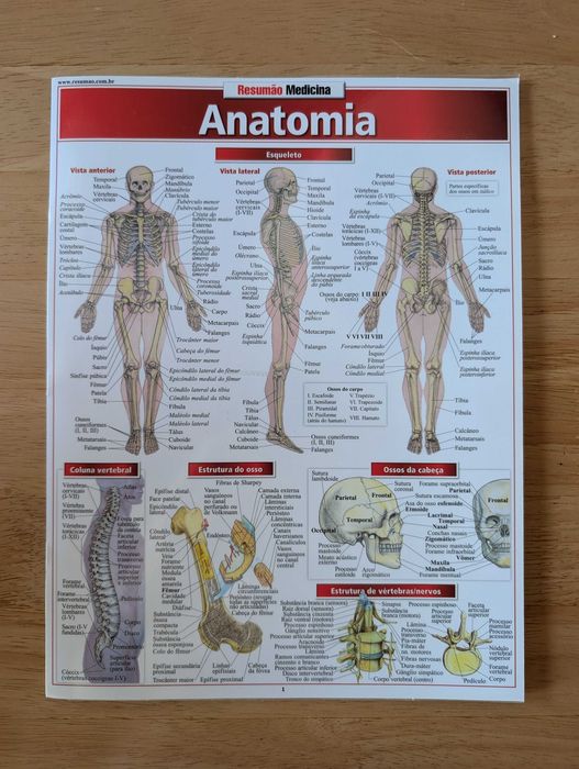 Guia plastificado de Anatomia