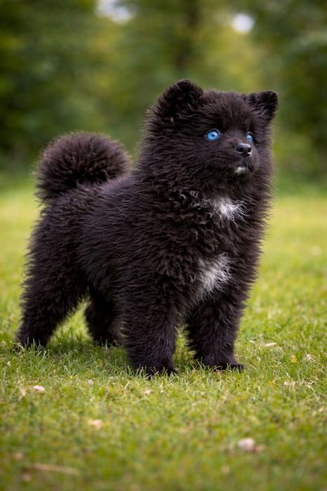 Помскі Помски  Pomsky