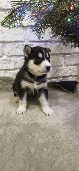 Щенки сибирской хаски