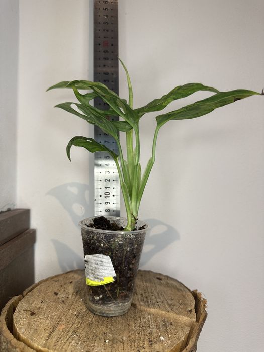 Монстера Monstera Adansonii Mint Indonesia.