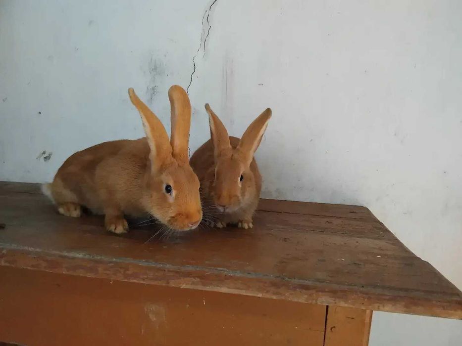 Кролики, живі і тушки