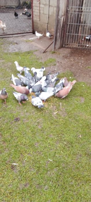 Gołębie pocztowe na sprzedaż