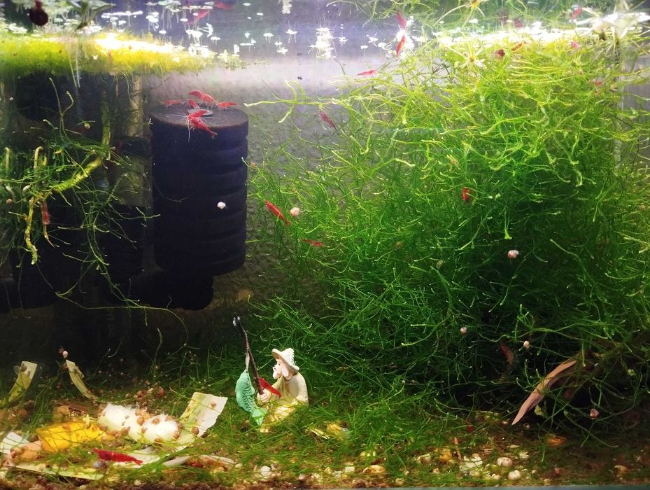 Camarões Red Cherry