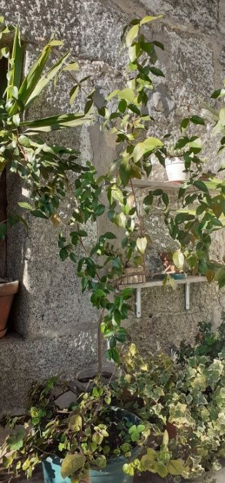 Pitangueiras - Arbustos - Plantas tropicais - Plantas brasileiras