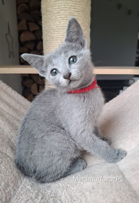 Kotka rosyjska niebieska