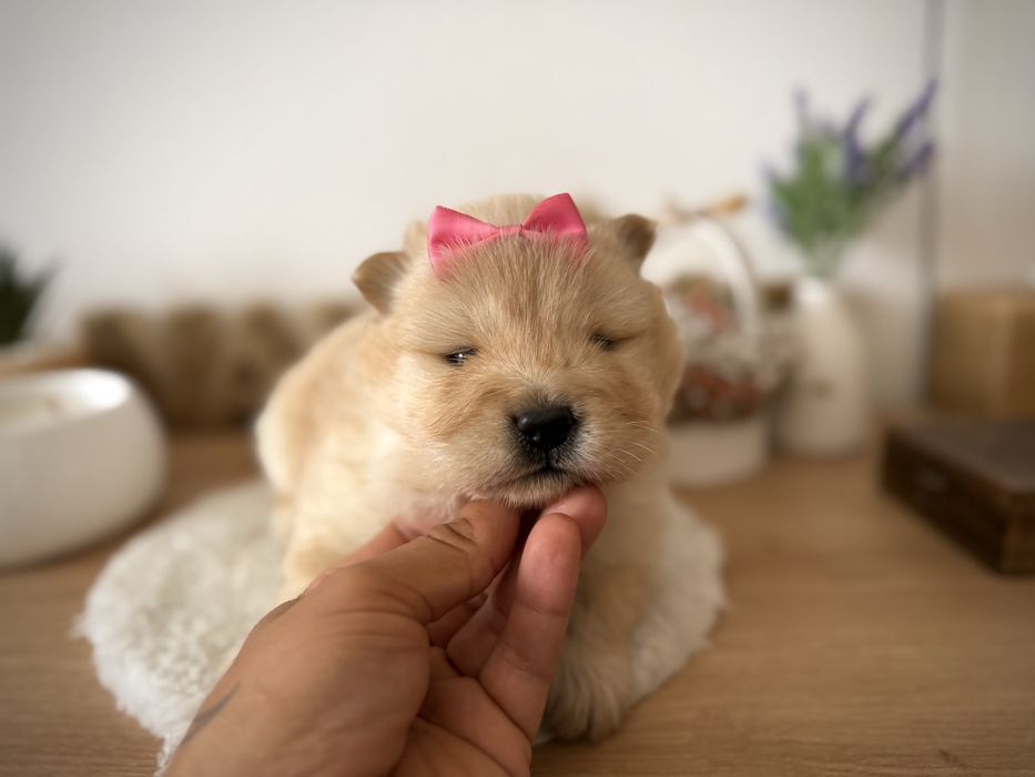 Menina chow chow fofinha