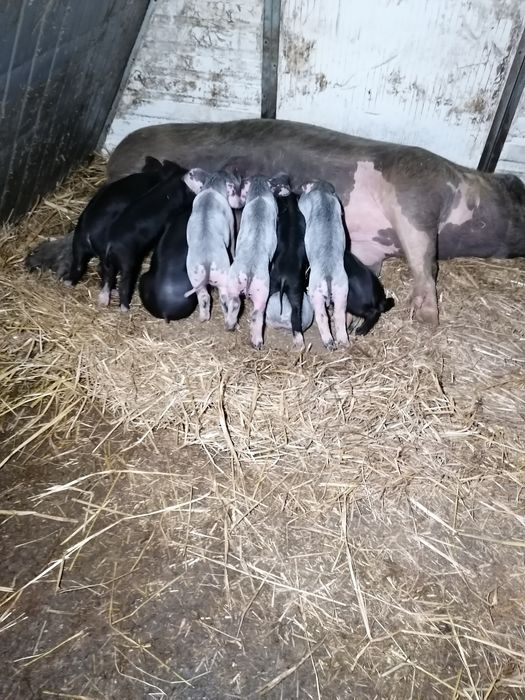 Leitões bísaros puros