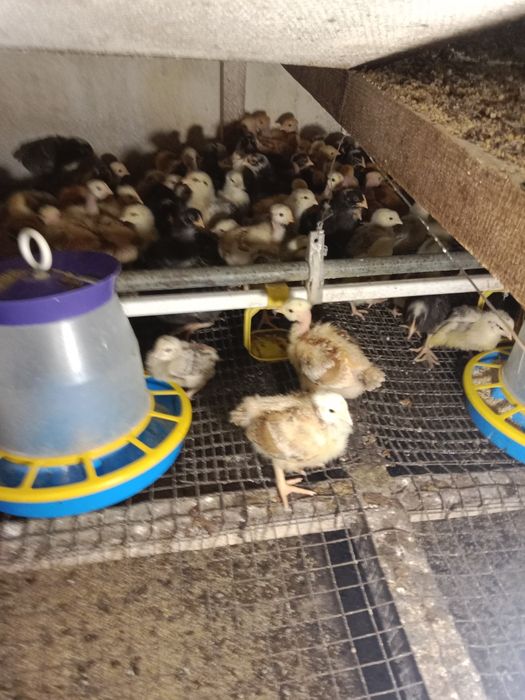 Продам курчат мясояічні породи