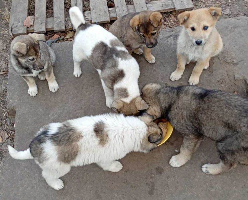 Цуцики в добрі руки