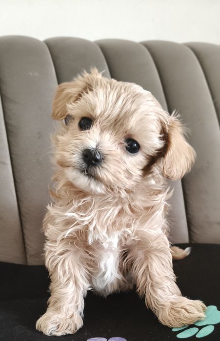 Chłopiec Maltipoo
