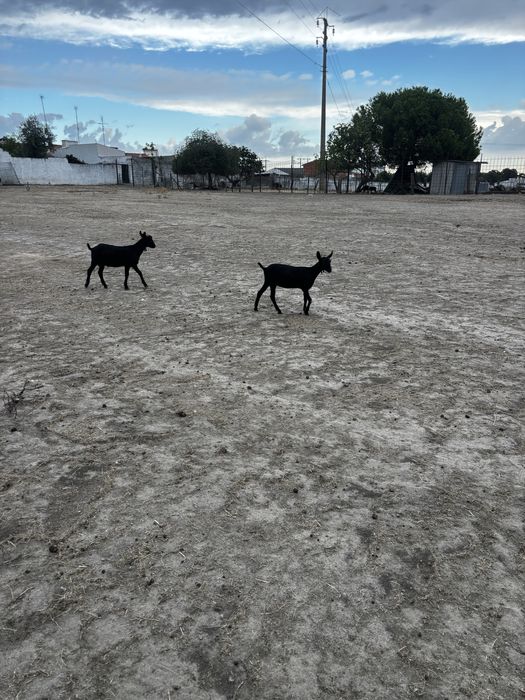 casal de cabras murcianas