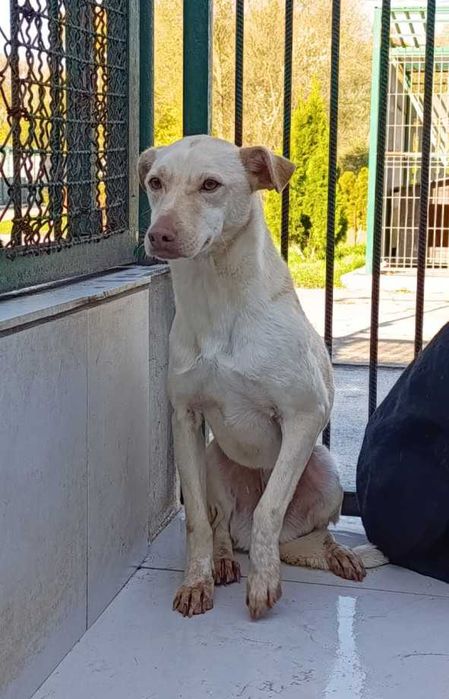 277389 WERA do adopcji