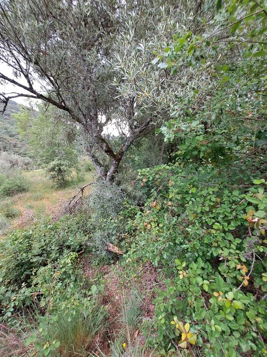 Venda de terreno com 2 600 m2 em Babe - Bragança