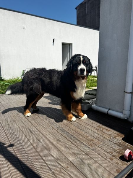 Bouvier Bernois / Bernesse Macho disponivel para Montas