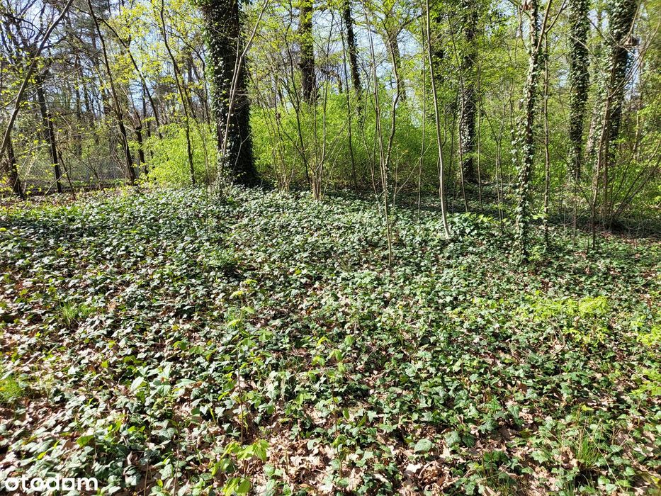 NOWA, OKAZYJNA CENA Działka 2594m2 w Podkowie Leśnej, blisko WKD