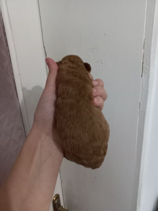 Маленька красуня пудель вільна для броні