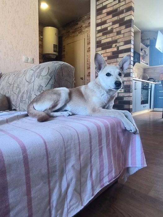 Цуценята в добрі руки