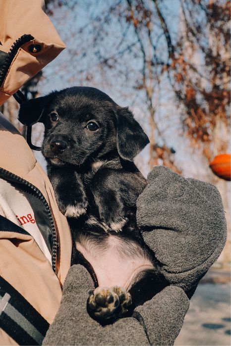 Щенки, цуцики, собака